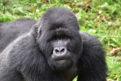 Gorilla Trekking Permits Rwanda - Rwanda Gorilla Permit
